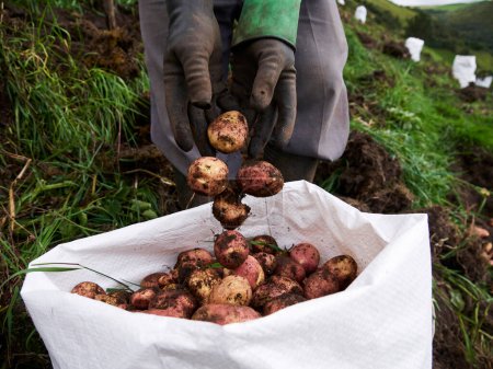 Photo for Rural Agriculture: A Look at the Potato Farm Industry, harvest - Royalty Free Image
