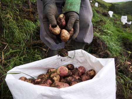 Téléchargez les photos : Agriculture rurale : un regard sur l'industrie de la pomme de terre, récolte - en image libre de droit