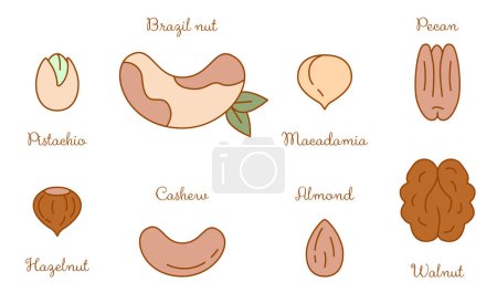Ilustración de Nueces de Brasil, anacardos, cacahuetes, nueces, pacanas, almendras, nueces de macadamia, avellanas sobre fondo blanco - Imagen libre de derechos