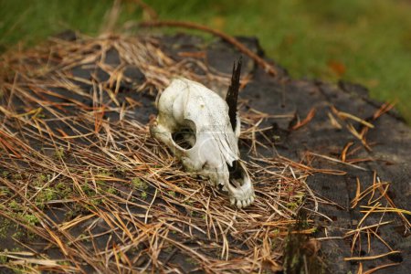 Téléchargez les photos : Crâne d'animal sur une souche dans la forêt - en image libre de droit
