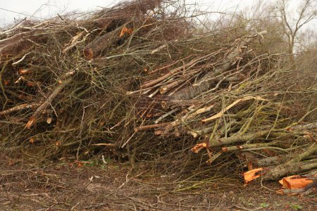 Téléchargez les photos : Branches empilées au bord du champ après la coupe d'un grand arbre - en image libre de droit