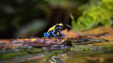Blue and Black Dart Frog on Wet Wood in Natural Habitat.A striking blue and black dart frog sits on wet wood amidst lush greenery, showcasing its vibrant colors and natural habitat. Perfect for nature, wildlife, and tropical rainforest themes.