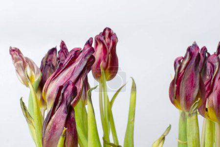 Téléchargez les photos : Fleur flétrie. Tulipes flétries sur fond clair. - en image libre de droit