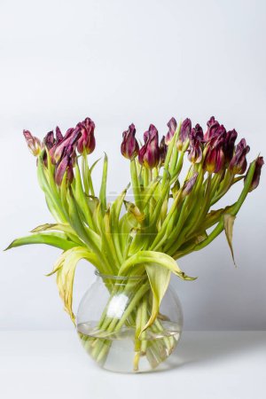 Téléchargez les photos : Wilted flower. Wilted tulips in a vase on a light background. - en image libre de droit