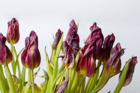 Téléchargez les photos : Wilted flower. Wilted tulips on a light background. - en image libre de droit