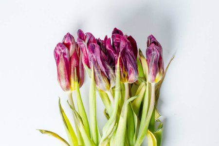 Téléchargez les photos : Wilted flower. Wilted tulips on a light background. - en image libre de droit