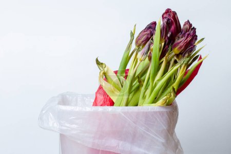 Téléchargez les photos : Fleur flétrie. Emballage rouge tulipsine flétri. Dans le seau à ordures - en image libre de droit