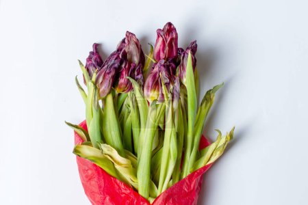 Téléchargez les photos : Fleur flétrie. Tulipes fanées dans un emballage rouge. Sur un fond lumineux. - en image libre de droit