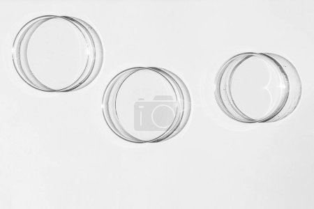 Téléchargez les photos : Boîte de Pétri. Un ensemble de tasses de Petri. Sur fond blanc. Moitié laboratoire. - en image libre de droit