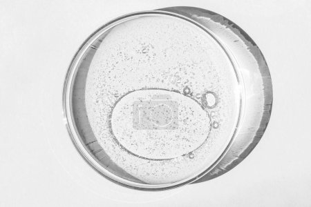 Téléchargez les photos : Boîte de Pétri. Tasse de Petri avec liquide. Eléments chimiques, huile, cosmétiques. Gel, eau, molécules, virus. Gros plan. Sur fond blanc. - en image libre de droit