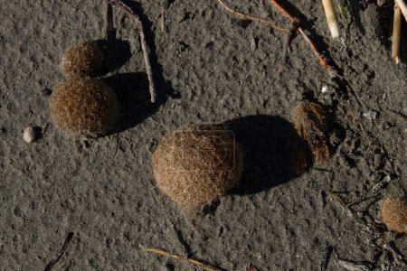 Neptune's balls close-up on the beach
