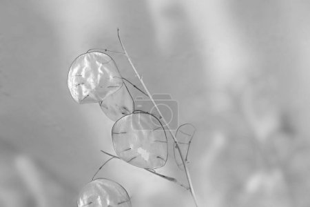 Photo for Artistic photographs of the lunaria plant, in black and white, silver plant, ornamental plant.Texture - Royalty Free Image