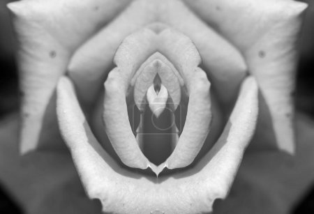 Symmetrical black and white photograph of a pink flower that emulates the female sexual organ