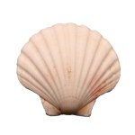 scallop shell, photographs of the upper part on a white background