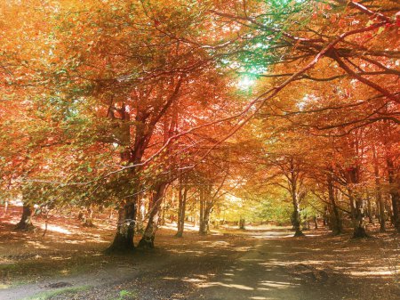 el bosque encantado del parque natural de Urbasa Andia en Navarra, otoño, filtro difusor se utiliza para crear atmósfera de misterio
