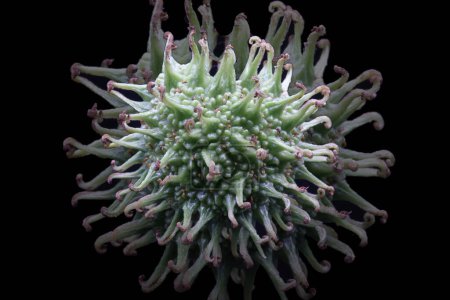 Foto de Altingiaceae, pequeña familia de fanerógamas de la Orden Saxifragales, incluyendo solo tres géneros y 18 especies, todos árboles. efectos impresionistas multi-shot, filtro difusor, - Imagen libre de derechos