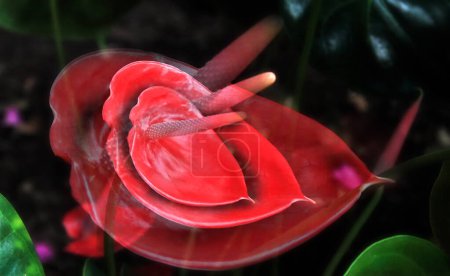 Foto de Flor calla rojo, impresionista efectos multi-shot, filtro difusor, - Imagen libre de derechos