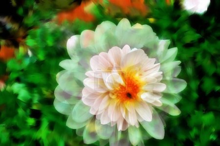 Foto de Flor de Dahlia, blanco, rosa, sobre fondo de textura impresionista, efectos impresionistas multi-shot, filtro difusor, - Imagen libre de derechos