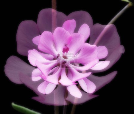 Foto de Flor Clarkia xantiana, pequeña planta herbácea silvestre, color malva, arriba, macro foto, con fondo negro, efectos impresionistas multi-shot, filtro difusor, - Imagen libre de derechos
