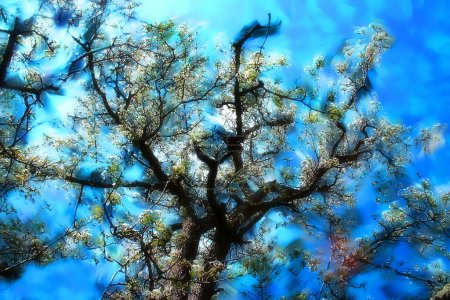 Fotomalerei, illustriertes Foto mit Ölgemäldeeffekt. wilde Birne, voller Frühling, weiße Blüten, fruchtig,