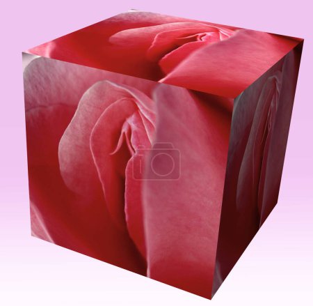 cube with a pink rose, sex, pussy, vulva, clitoris, vagina, Orgasm, sexy, love, spring, bloom, petal, Erotic rose flower, Flower imitating the female sex, 