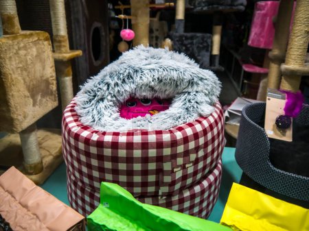 Photo for Strange cushion in a pet shop window in Fuengirola surrounded by objects equally peculiar. - Royalty Free Image