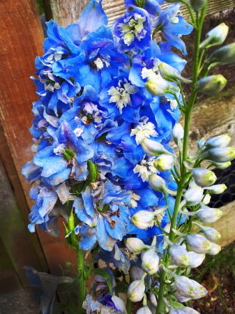 Photo for The bright blue spike of delphinium against a fence in my garden in Burnley Lancashire - Royalty Free Image