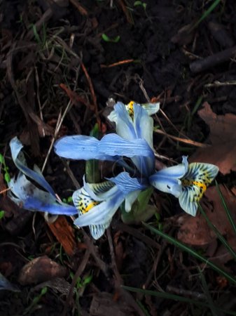 Photo for Tiny Iris flower only 4 inches tall in Ightenhill Park in Burnley Lancashire. These are among the earliest bloomers as they pop up in late February - Royalty Free Image