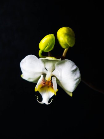 Photo for White Phalaenopsis Orchid Flower which suddenly bloomed when I thought it had died. I love it sculptural look - Royalty Free Image