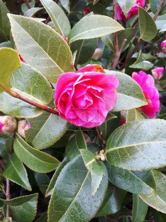 Photo for One of the early showy flowers of Spring in Burnley Northern England is the Camellia Japonica or Japanese Rose.It is the state flower of Alabama USA - Royalty Free Image