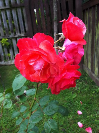 Photo for Deep red Tea Roses in a garden in Lancashire England. - Royalty Free Image