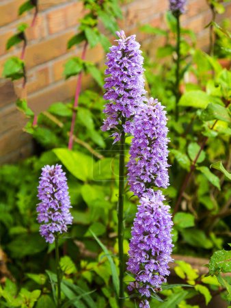 Photo for Wildflowers. Purple meadow orchids that have self seeded in pots in a garden in Lancashire England - Royalty Free Image