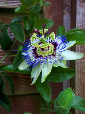 Photo for Passion Flower This flower is very symbolic of the Death of Jesus. The 10 petals are the faithful disciples not including Judas the betrayer Peter who denied him. The crown of Thorns, the 3 nails of the crucifixion,and the 5 wounds  on Jesus's body - Royalty Free Image