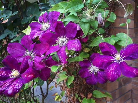 Photo for Purple Clematis Flowers in a garden in Lancashire in Northern England - Royalty Free Image