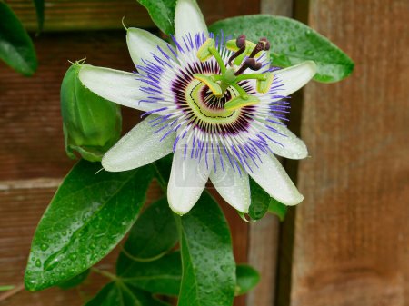 Photo for Passion Flower This flower is very symbolic of the Death of Jesus. The 10 petals are the faithful disciples not including Judas the betrayer Peter who denied him. The crown of Thorns, the 3 nails of the crucifixion,and the 5 wounds  on Jesus's body - Royalty Free Image