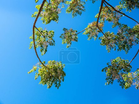 Photo for Tree and sky in  Mijas is one of the most beautiful 'white' villages of the Southern Spain area called Andalucia. It is in the Alpujarra mountains above the coast this is where Moorish people  from North Africa who originally ruled Andalucia - Royalty Free Image