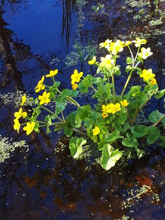 Photo for Little Garden Pond with Yellow flowered plant - Royalty Free Image