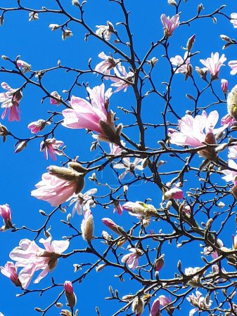 Photo for Magnolia Tree in the Spring Sunshine in Burnley England - Royalty Free Image