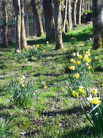 Photo for Wild daffodils in a wood in Springtime in Burnley Lancashire - Royalty Free Image