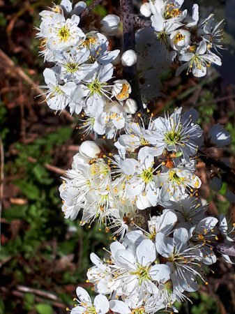 Photo for Blackthorn Blossom which in Autumn becomes the fruit Sloe which can be infused in Gin to produce Sloe Gin for Christmas - Royalty Free Image