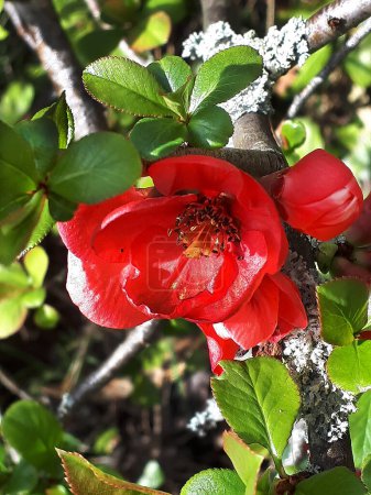 Photo for Quince flowers in my garden in Burnley. The bush is prolific with flowers but rarely does it set fruit. The Quince fruit makes lovely jelly - Royalty Free Image