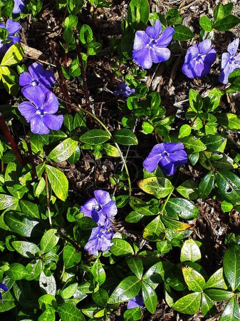 Photo for Periwinkle flowers are sometimes called jack in the hedge. This plant is excellent in preventing weeds to grow and the blue flowers are better than weeds - Royalty Free Image