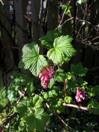Photo for Blossom,red-currant,bush,in Burnley in Lancashire one first flowers springtime - Royalty Free Image
