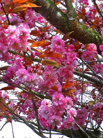 Photo for Beautiful double ornamental Cherry blossom in an English garden in northern England - Royalty Free Image