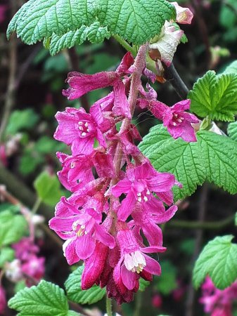 Photo for Blossom on Red Currant Bush in Burnley  Lancashire. This is one of he first flowers of Springtime - Royalty Free Image