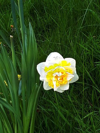 Photo for Bright double daffodils in Springtime 2023 in a park in Burnley near my home.Close up of dancing daffodils in Lancashire England - Royalty Free Image