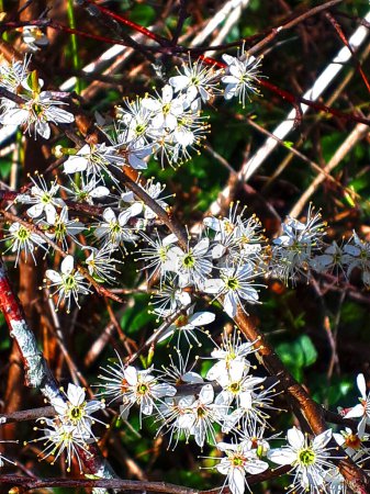 Photo for Blackthorn flowers that grow wild in the area i live in early Springtime. In late august the fruit of the black thorn becomes purple sloe berries which when washed and left to soak in Gin  until tater in the year make delicious sloe gin - Royalty Free Image