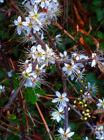 Photo for Blackthorn flowers that grow wild in the area i live in early Springtime. In late august the fruit of the black thorn becomes purple sloe berries which when washed and left to soak in Gin  until tater in the year make delicious sloe gin - Royalty Free Image