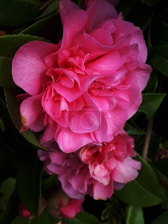 Photo for Camellias in a  garden in Lancashire. This is an early flower of he Springtime. The Camellia is the State Flower of the US State of Alabama - Royalty Free Image