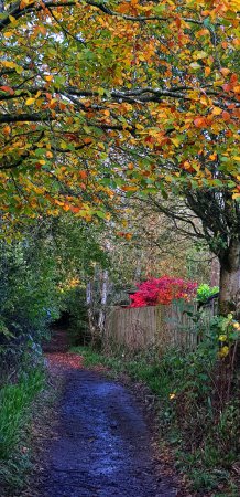 Photo for The Colours of Autumn in a woodland in Lancashire England. Autumn is a time of change when people decorate their gardens with skeletons and witches especially in Lancashire where in 1612 ten people were hung as witches - Royalty Free Image